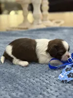 Lola’s boy #1.  4679 🧢, a male Shih Tzu for sale in Exeter, MO – 5 of 8