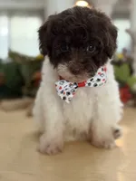 Kandys chocolate and white male, a male Poodle - Miniature  for sale in Exeter, MO – 5 of 10
