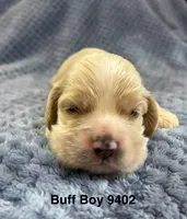 AKC Prince # 9402 Buff, a male Cocker Spaniel for sale in Exeter, MO – 7 of 8
