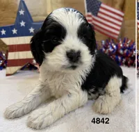 AKC PARTI #4842, a male Cocker Spaniel for sale in Exeter, MO – 2 of 3