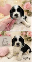 AKC PARTI # 4849, a female Cocker Spaniel for sale in Exeter, MO – 3 of 4