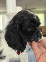 AKC. #4840 Boy, a male Cocker Spaniel for sale in Exeter, MO – 8 of 10