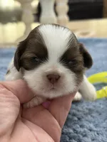Lola’s boy #2.  4675 ⭐️⭐️⭐️, a male Shih Tzu for sale in Exeter, MO – 9 of 9