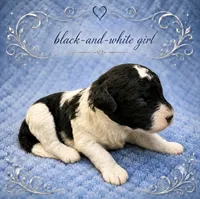 Silvys girl#1, a female Poodle - Miniature  for sale in Exeter, MO – 1 of 2