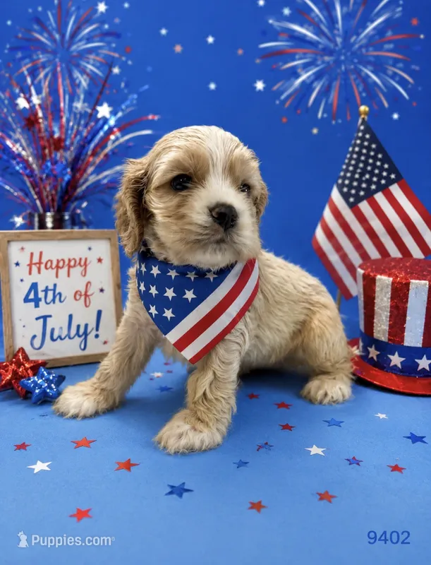 AKC Prince # 9402 Buff – Cocker Spaniel puppy for sale in Exeter, MO