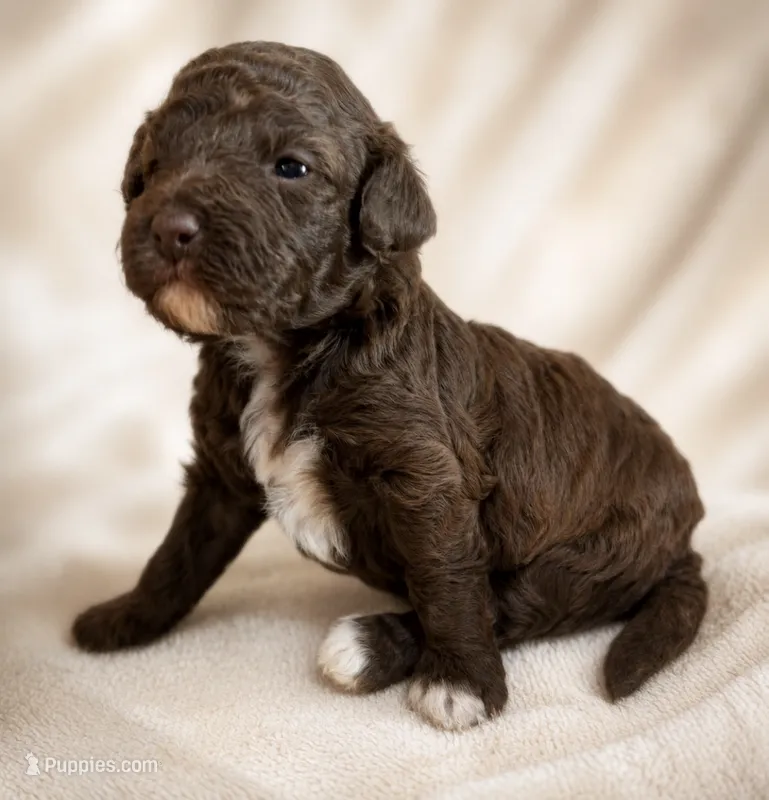 Chocolate Girl white chest  – Poodle - Miniature  puppy for sale in Exeter, MO
