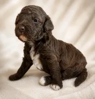 Chocolate Girl white chest , a female Poodle - Miniature  for sale in Exeter, MO – 1 of 2