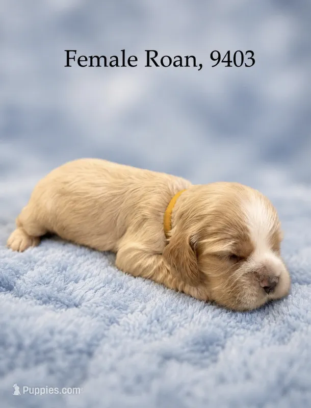 AKC Paige Red Roan #9403 – Cocker Spaniel puppy on hold in Exeter, MO