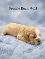 AKC Paige Red Roan #9403, a female Cocker Spaniel for sale in Exeter, MO – 1 of 10