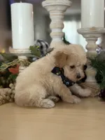 Kandys cream boy # 4672, a male Poodle - Miniature  for sale in Exeter, MO – 6 of 9