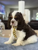 AKC Eva’s Boy, a male Cocker Spaniel for sale in Exeter, MO – 3 of 10