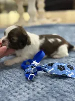Lola’s boy #1.  4679 🧢, a male Shih Tzu for sale in Exeter, MO – 6 of 8