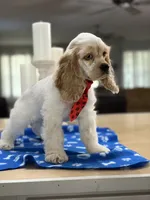 ‼️Toby. ‼️‼️Discount , a male Cocker Spaniel for sale in Exeter, MO – 7 of 10