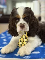 AKC Eva’s Boy, a male Cocker Spaniel for sale in Exeter, MO – 7 of 10