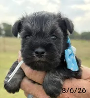 Mercy’s girl #2 AKC, a female Miniature Schnauzer for sale in Exeter, MO – 8 of 10