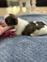Lola’s Girl #1 - 4677 🎀🎀🎀, a female Shih Tzu for sale in Exeter, MO – 7 of 10