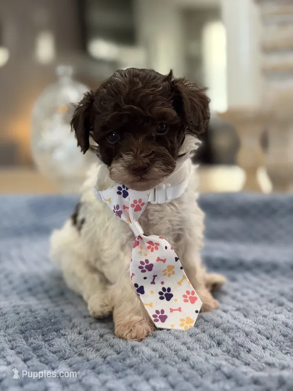 Kandys chocolate and white male – Poodle - Miniature  puppy for sale in Exeter, MO