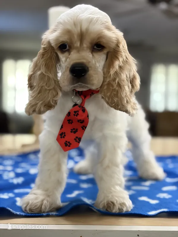 Toby – Cocker Spaniel puppy for sale in Exeter, MO