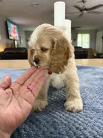 AKC Paul # 9400 Neutered❗️ , a male Cocker Spaniel for sale in Exeter, MO – 2 of 10