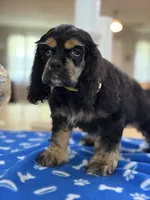 AKC BLACK AND TAN# 4843, a female Cocker Spaniel for sale in Exeter, MO – 2 of 9
