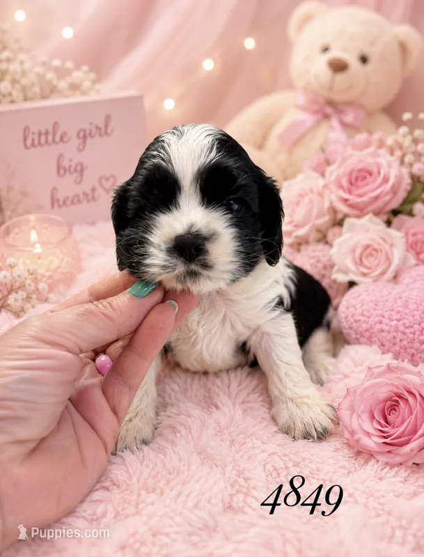 AKC PARTI # 4849 – Cocker Spaniel puppy for sale in Exeter, MO