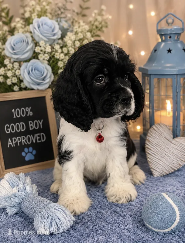 AKC. #4840 Boy – Cocker Spaniel puppy for sale in Exeter, MO