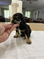 AKC Angles # 4781, a female Cocker Spaniel for sale in Exeter, MO – 2 of 7