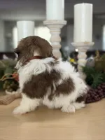 Lola’s boy #2.  4675 ⭐️⭐️⭐️, a male Shih Tzu for sale in Exeter, MO – 6 of 10