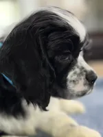 AKC PARTI  Boy❗️❗️ #4842❗️❗️, a male Cocker Spaniel for sale in Exeter, MO – 3 of 10