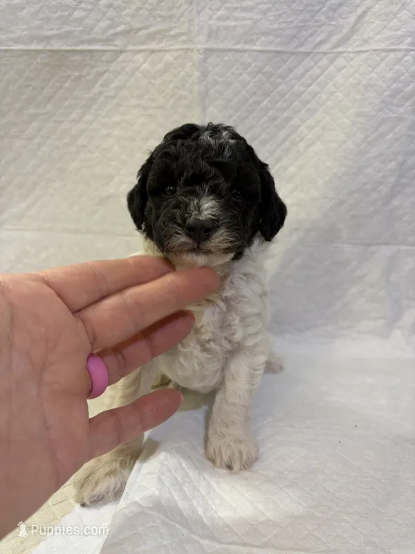 Silvys girl #2 – Poodle - Miniature  puppy for sale in Exeter, MO