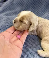 AKC Paige Red Roan #9403, a female Cocker Spaniel for sale in Exeter, MO – 10 of 10