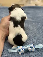 Lola’s girl #2– 4678 🦋💙🦋, a female Shih Tzu for sale in Exeter, MO – 9 of 10