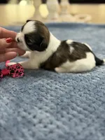 Lola’s Girl #1 - 4677 🎀🎀🎀, a female Shih Tzu for sale in Exeter, MO – 6 of 10