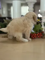 Kandys girl #4674, a female Poodle - Miniature  for sale in Exeter, MO – 6 of 10