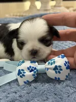 Lola’s girl #2– 4678 🦋💙🦋, a female Shih Tzu for sale in Exeter, MO – 1 of 10