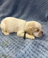 AKC Parker # 9405 Red Roan, a male Cocker Spaniel for sale in Exeter, MO – 4 of 10