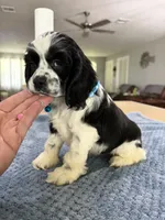 AKC PARTI  Boy❗️❗️ #4842❗️❗️, a male Cocker Spaniel for sale in Exeter, MO – 10 of 10