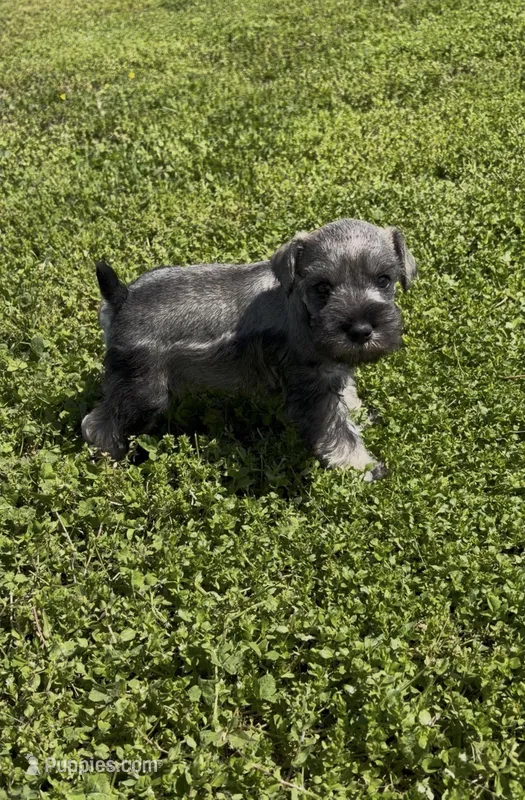  AKC Boomer – Miniature Schnauzer puppy for sale in Exeter, MO