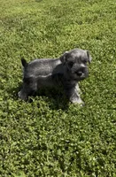  AKC Boomer, a male Miniature Schnauzer for sale in Exeter, MO – Photo 1 of 10