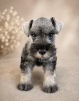  AKC Boomer, a male Miniature Schnauzer for sale in Exeter, MO – Photo 4 of 10