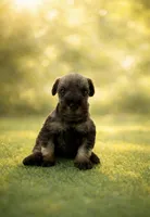  AKC Boomer, a male Miniature Schnauzer for sale in Exeter, MO – Photo 6 of 10