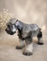  AKC Boomer, a male Miniature Schnauzer for sale in Exeter, MO – Photo 3 of 10