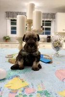 Boomer, a male Miniature Schnauzer for sale in Exeter, MO – Photo 3 of 5