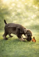  AKC Boomer, a male Miniature Schnauzer for sale in Exeter, MO – Photo 3 of 10