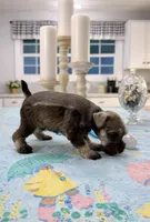 Boomer, a male Miniature Schnauzer for sale in Exeter, MO – Photo 5 of 5