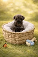 AKC Boomer, a male Miniature Schnauzer for sale in Exeter, MO – Photo 7 of 10