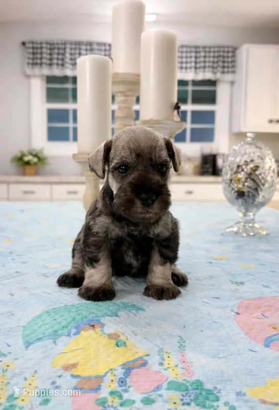 Boomer – Miniature Schnauzer puppy for sale in Exeter, MO