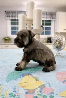 Boomer, a male Miniature Schnauzer for sale in Exeter, MO – Photo 2 of 5
