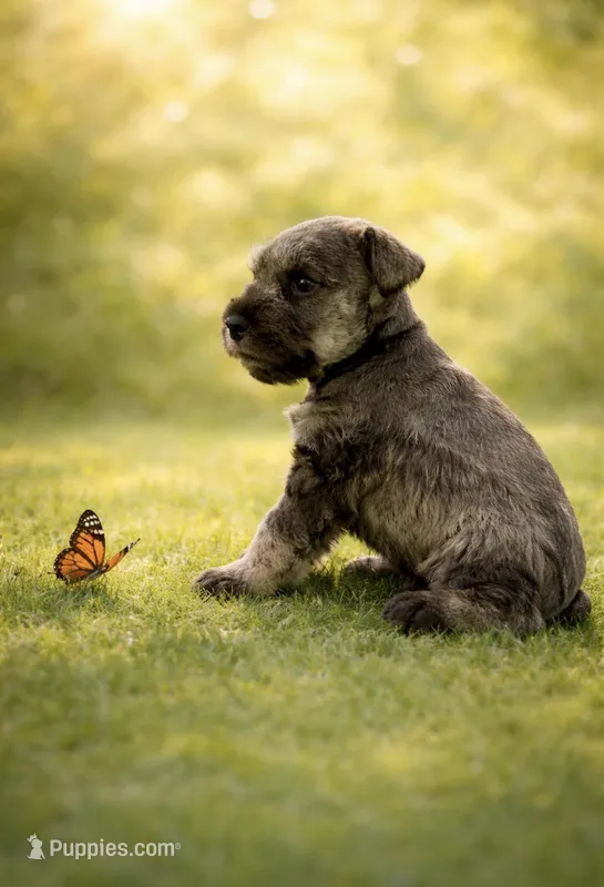 Boomer – Miniature Schnauzer puppy for sale in Exeter, MO