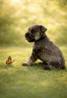  AKC Boomer, a male Miniature Schnauzer for sale in Exeter, MO – Photo 2 of 10